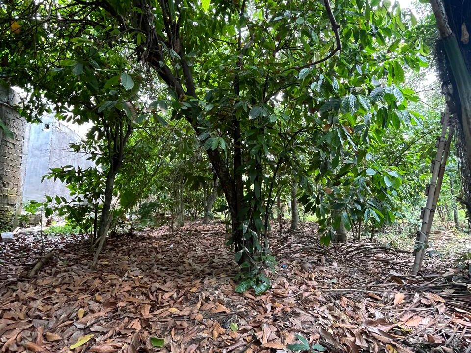 Discover Charming Rectangular Plot In Peaceful Scenic Cepaka - Tabanan (10)