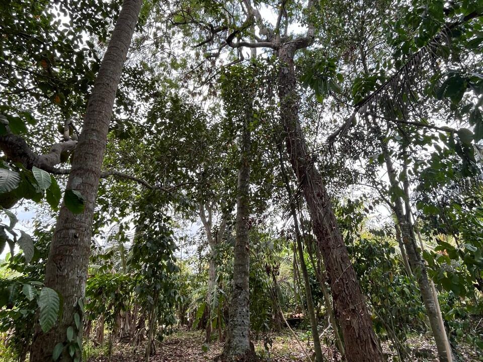 Discover Charming Rectangular Plot In Peaceful Scenic Cepaka - Tabanan (12)