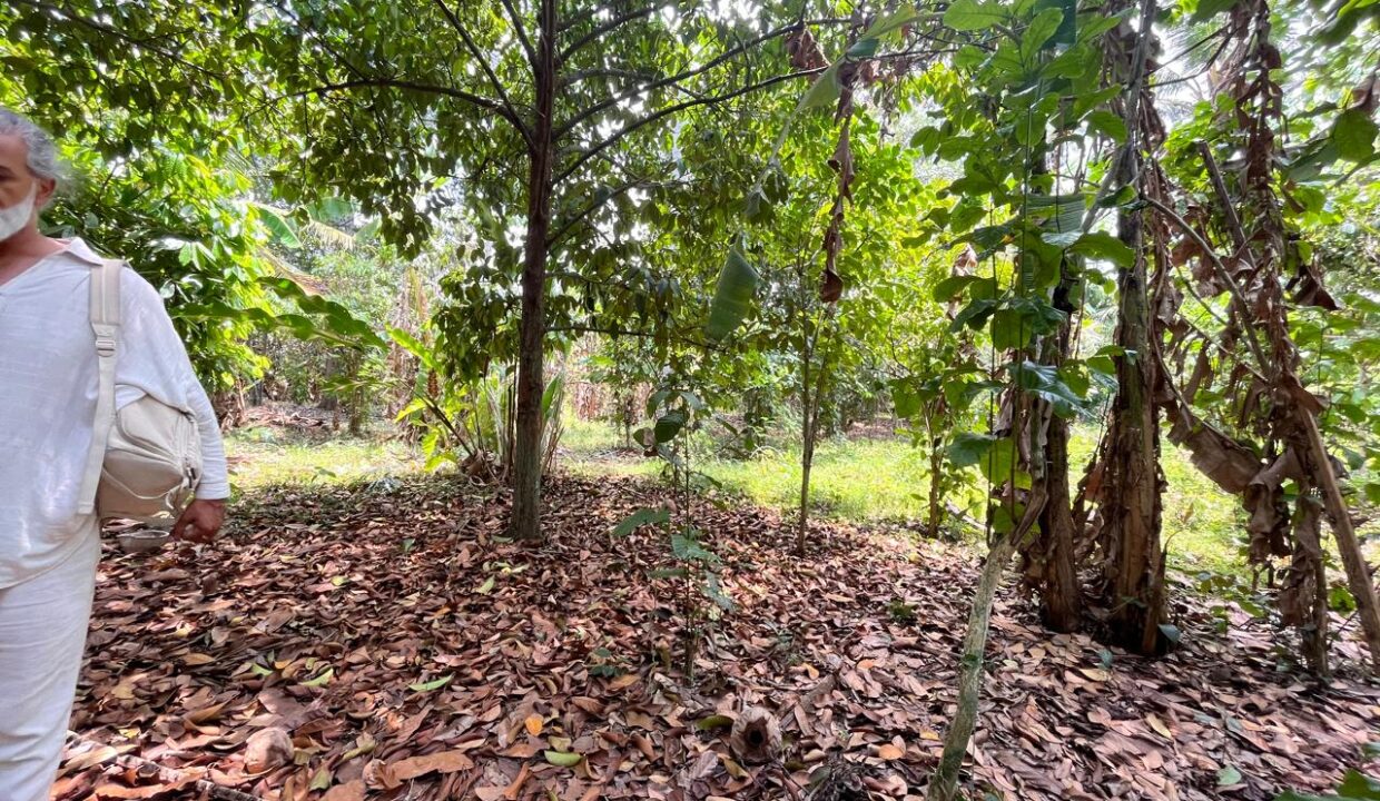 Discover Charming Rectangular Plot In Peaceful Scenic Cepaka - Tabanan (2)