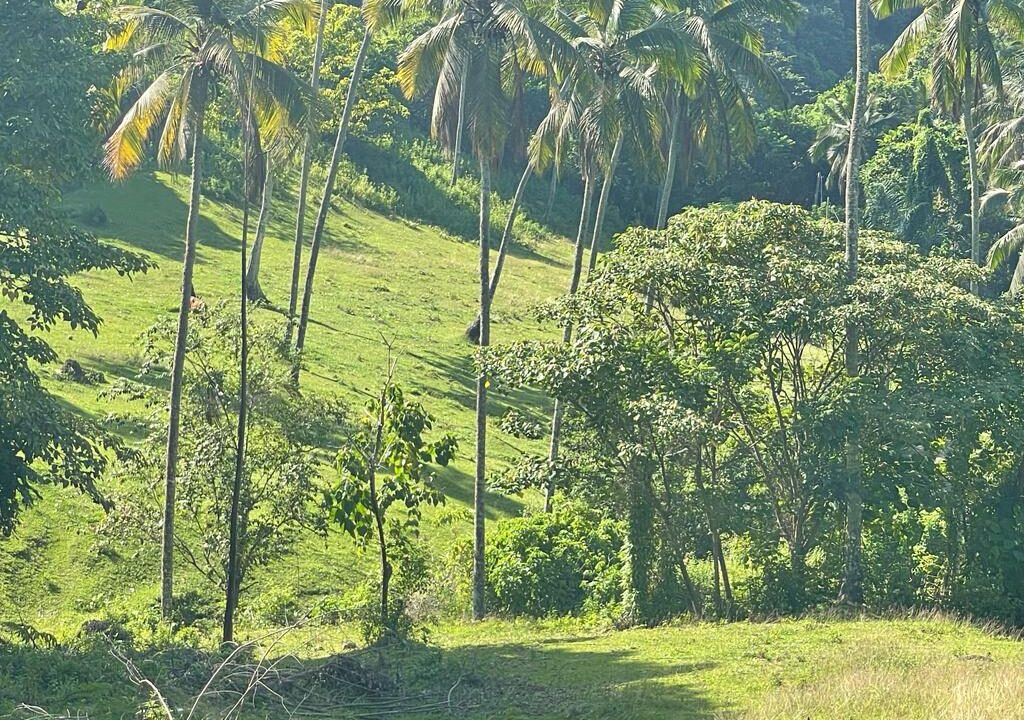 Freehold Land for Sale, Tabanan (7)