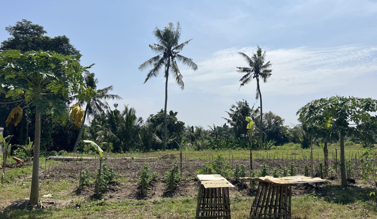 1. Leasehold land in Batuan, Gianyar