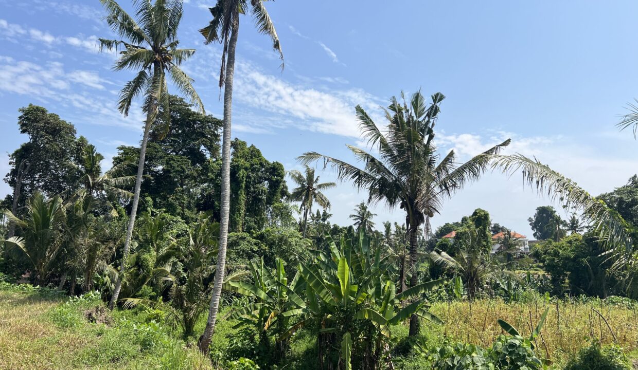 5. Leasehold land in Batuan, Gianyar