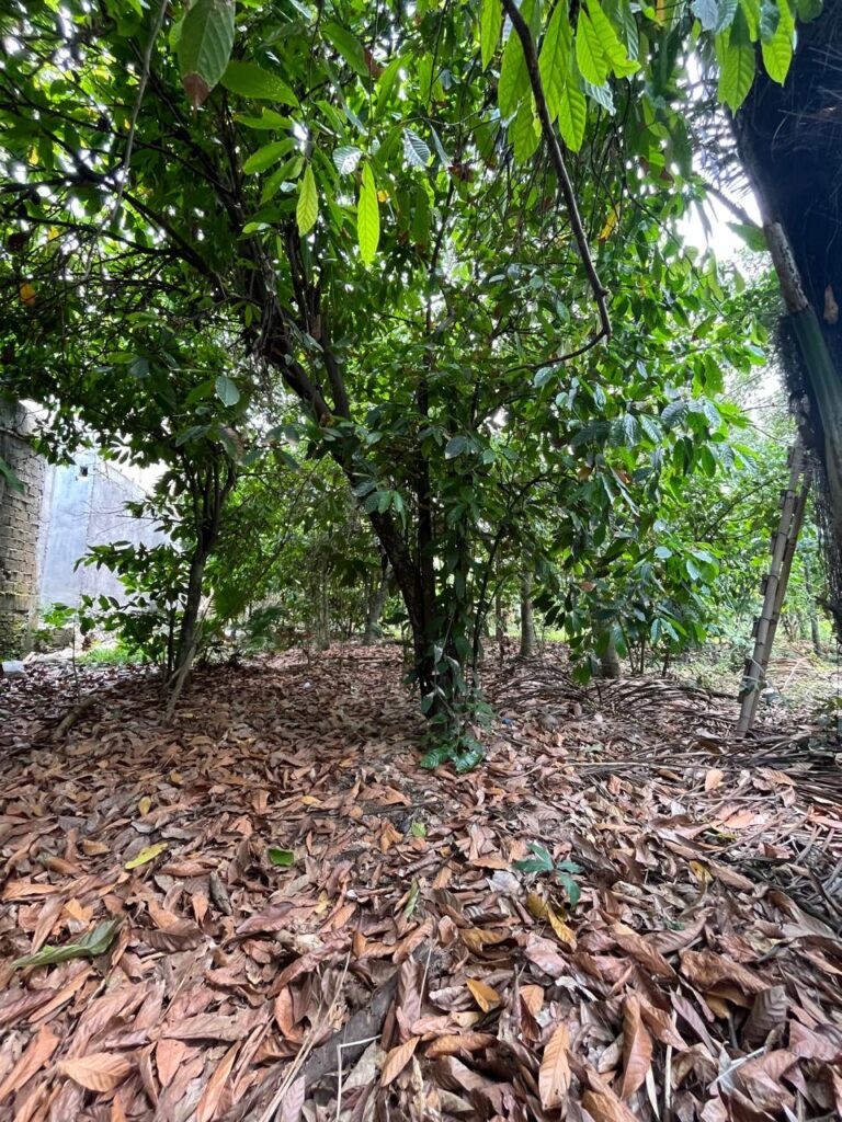 Discover Charming Rectangular Plot In Peaceful Scenic Cepaka – Tabanan