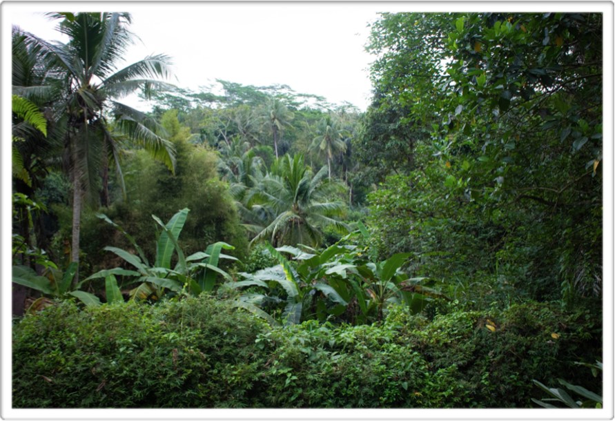 Discover Freehold Stunning Forest View Land In Keliki Village – Ubud